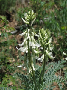 Astragalus spp.